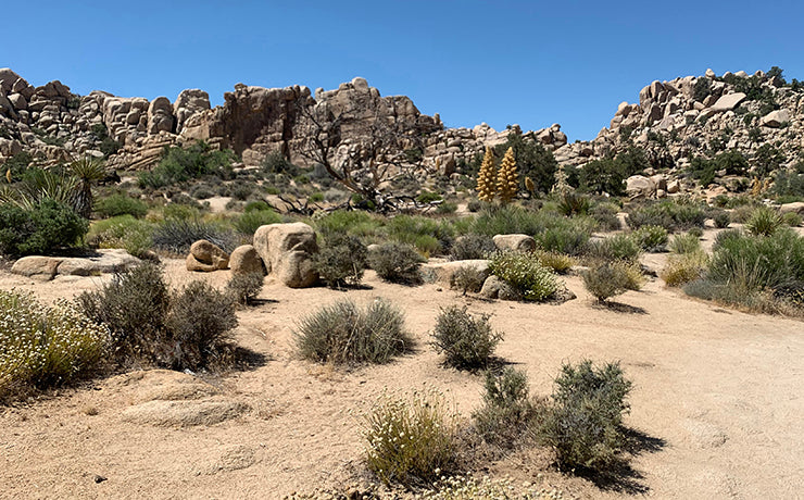 Joshua Tree